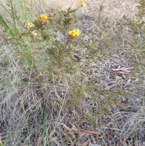 Dillwynia phylicoides at O'Connor, ACT - 27 Jul 2020 08:17 PM