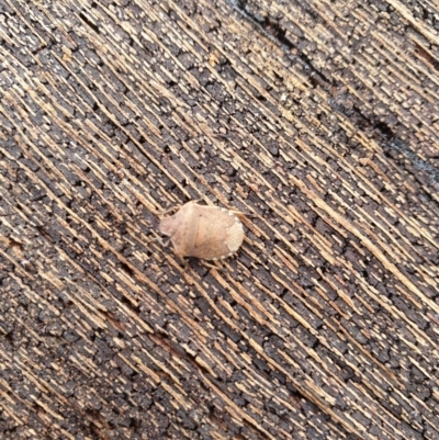 Dictyotus conspicuus (A shield or stink bug) at Throsby, ACT - 25 Jul 2020 by JSchofield