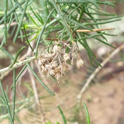 Cassinia quinquefaria (Rosemary Cassinia) at Throsby, ACT - 25 Jul 2020 by JSchofield