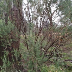 Cassinia quinquefaria at Throsby, ACT - 25 Jul 2020 06:20 PM