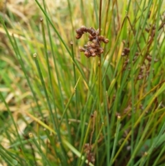 Juncus subsecundus (Finger Rush) at Forde, ACT - 25 Jul 2020 by JSchofield
