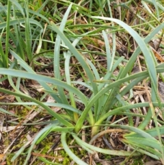 Lomandra filiformis subsp. coriacea (Wattle Matrush) at Forde, ACT - 25 Jul 2020 by JSchofield