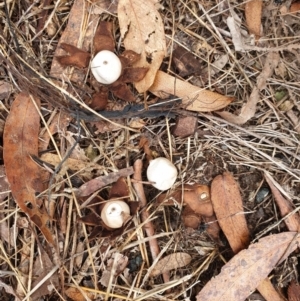 Geastrum sp. at Stromlo, ACT - 11 Jul 2020