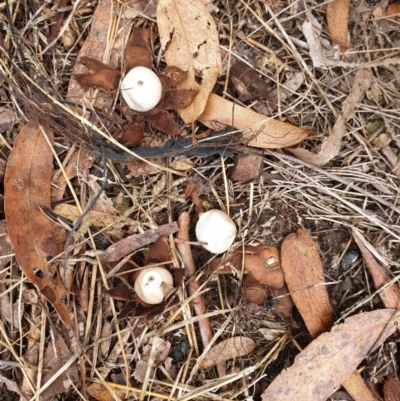 Geastrum sp. (genus) (An earthstar) at Stromlo, ACT - 11 Jul 2020 by JSchofield