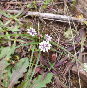 Wurmbea dioica subsp. dioica at Stromlo, ACT - 11 Jul 2020