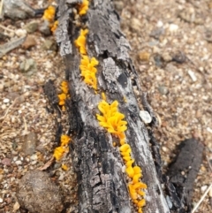 Dacryopinax spathularia (Dacryopinax spathularia) at Woodstock Nature Reserve - 11 Jul 2020 by JSchofield