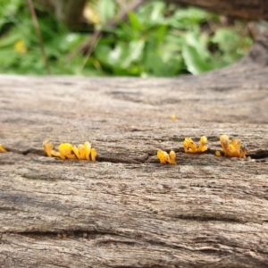 Dacryopinax spathularia at Holt, ACT - 11 Jul 2020