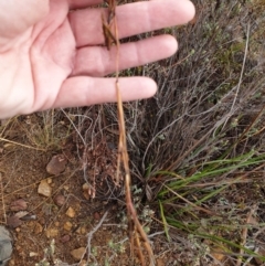 Cymbopogon refractus (Barbed-wire Grass) at Woodstock Nature Reserve - 11 Jul 2020 by JSchofield