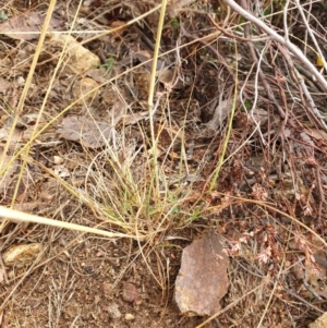 Cymbopogon refractus at Holt, ACT - 11 Jul 2020