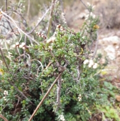 Cryptandra amara (Bitter Cryptandra) at Woodstock Nature Reserve - 11 Jul 2020 by JSchofield