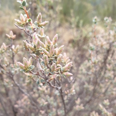 Brachyloma daphnoides (Daphne Heath) at Woodstock Nature Reserve - 11 Jul 2020 by JSchofield