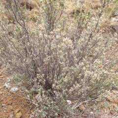 Brachyloma daphnoides at Holt, ACT - 11 Jul 2020