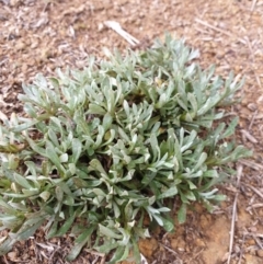 Chrysocephalum apiculatum (Common Everlasting) at Woodstock Nature Reserve - 11 Jul 2020 by JSchofield