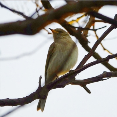 Ptilotula fusca (Fuscous Honeyeater) at Hawker, ACT - 28 Jul 2020 by Ct1000