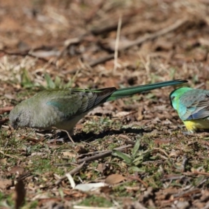 Psephotus haematonotus at Fyshwick, ACT - 24 Jul 2020 12:52 PM