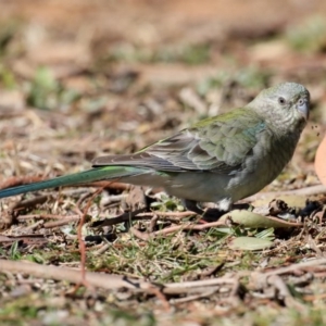 Psephotus haematonotus at Fyshwick, ACT - 24 Jul 2020 12:52 PM