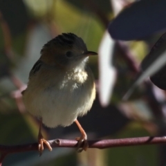 Cisticola exilis at Fyshwick, ACT - 24 Jul 2020