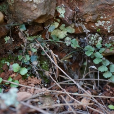 Asplenium flabellifolium (Necklace Fern) at Mount Majura - 14 Apr 2014 by AaronClausen