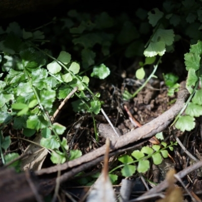 Asplenium flabellifolium (Necklace Fern) at P11 - 14 Apr 2014 by AaronClausen