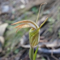 Diplodium ampliatum (Large Autumn Greenhood) at P11 - 14 Apr 2014 by AaronClausen