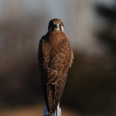 Falco berigora (Brown Falcon) at Fyshwick, ACT - 23 Jul 2020 by jb2602