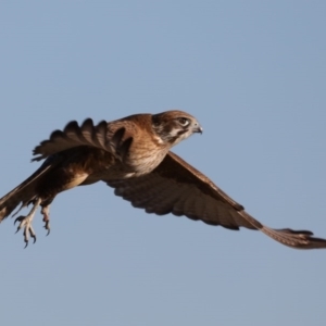 Falco berigora at Fyshwick, ACT - 23 Jul 2020 03:47 PM