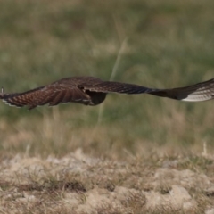 Falco berigora at Fyshwick, ACT - 23 Jul 2020 03:47 PM