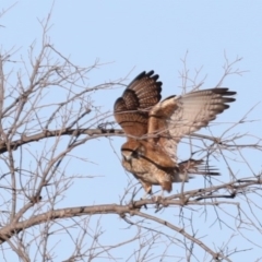 Falco berigora at Fyshwick, ACT - 23 Jul 2020 03:47 PM