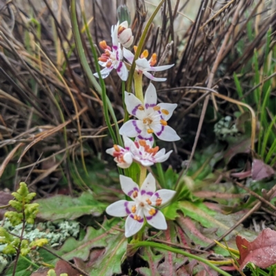 Wurmbea dioica subsp. dioica (Early Nancy) at Mcleods Creek Res (Gundaroo) - 26 Jul 2020 by HelenCross