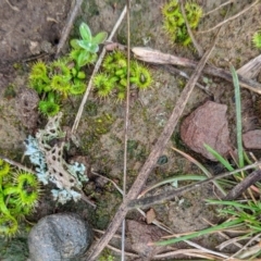 Drosera sp. (A Sundew) at Mcleods Creek Res (Gundaroo) - 26 Jul 2020 by HelenCross