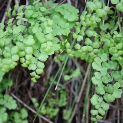 Adiantum aethiopicum (Common Maidenhair Fern) at Hackett, ACT - 14 Apr 2014 by AaronClausen