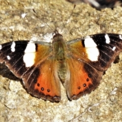 Vanessa itea (Yellow Admiral) at ANBG - 28 Jul 2020 by JohnBundock