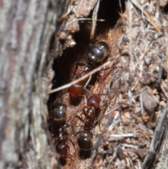 Papyrius nitidus (Shining Coconut Ant) at Downer, ACT - 28 Jul 2020 by TimL