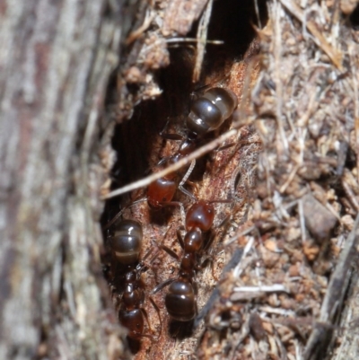 Papyrius nitidus (Shining Coconut Ant) at ANBG - 28 Jul 2020 by TimL