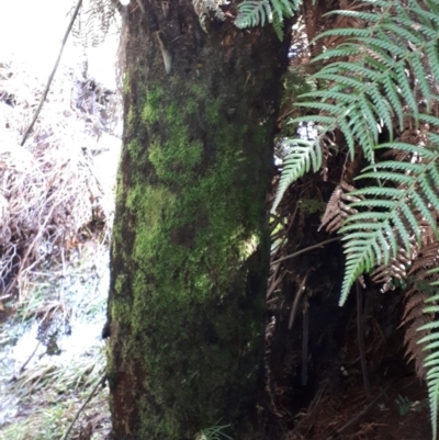 Dicksonia antarctica (Soft Treefern) at Robertson - 28 Jul 2020 by KarenG