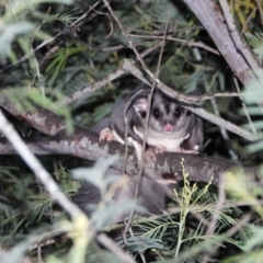 Petaurus norfolcensis (Squirrel Glider) at Wodonga Regional Park - 28 May 2020 by WingsToWander