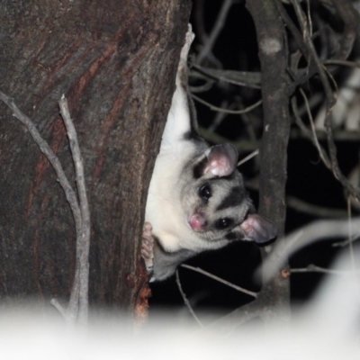 Petaurus norfolcensis (Squirrel Glider) at Wodonga Regional Park - 28 May 2020 by WingsToWander