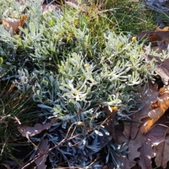 Chrysocephalum apiculatum (Common Everlasting) at Magpie Hill Park, Lyneham - 29 Jul 2020 by trevorpreston