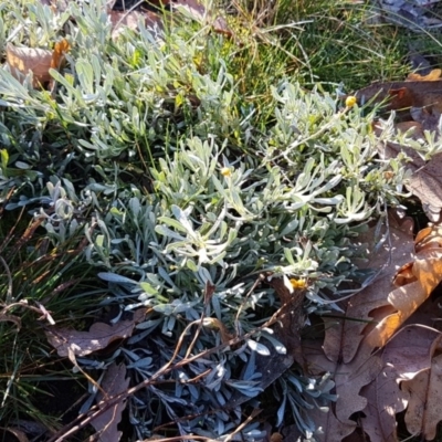 Chrysocephalum apiculatum (Common Everlasting) at Lyneham, ACT - 29 Jul 2020 by trevorpreston