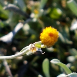 Chrysocephalum apiculatum at Lyneham, ACT - 29 Jul 2020