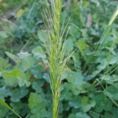 Vulpia bromoides (Squirrel-tail Fescue, Hair Grass) at Magpie Hill Park, Lyneham - 29 Jul 2020 by trevorpreston