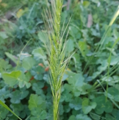 Vulpia bromoides (Squirrel-tail Fescue, Hair Grass) at O'Connor, ACT - 29 Jul 2020 by trevorpreston
