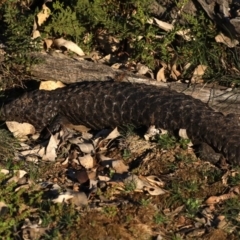 Tiliqua rugosa (Shingleback Lizard) at Mount Ainslie - 17 Jul 2020 by jb2602