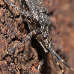 Alcaeus varicornis at Acton, ACT - 28 Jul 2020 12:50 PM