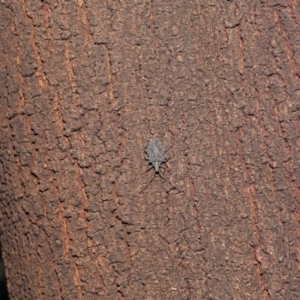 Alcaeus varicornis at Acton, ACT - 28 Jul 2020 12:50 PM