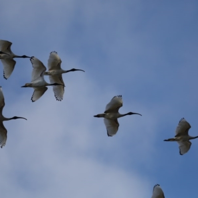 Threskiornis molucca (Australian White Ibis) at Fyshwick, ACT - 16 Jul 2020 by jbromilow50