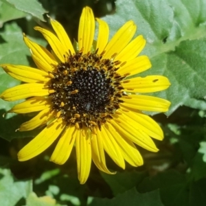 Arctotheca calendula at Isaacs, ACT - 28 Jul 2020 03:30 PM