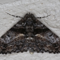 Gastrinodes argoplaca (Cryptic Bark Moth) at Ainslie, ACT - 16 Jul 2020 by jbromilow50