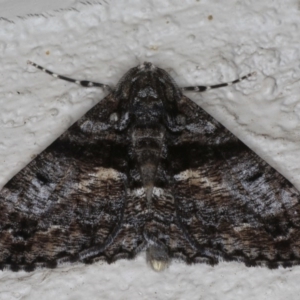 Gastrinodes argoplaca at Ainslie, ACT - 16 Jul 2020