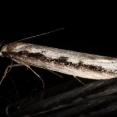 Leptocroca sanguinolenta (A Concealer moth) at Ainslie, ACT - 16 Jul 2020 by jbromilow50